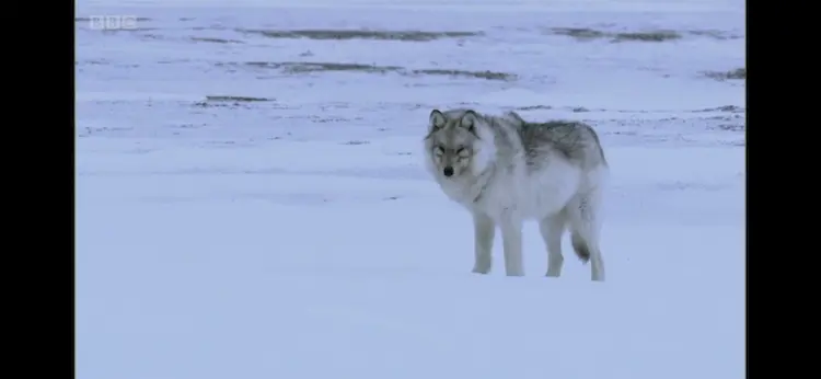 Animal screengrab from Planet Earth - Ice Worlds